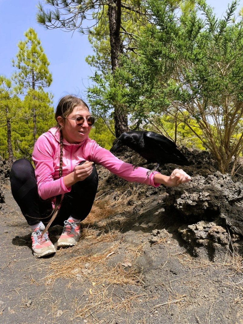 Krkavci dokážou napodobit jiné ptáky, zvířata, a dokonce i zvuky, které slyší od lidí