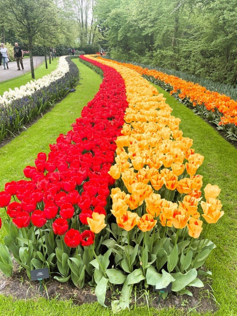 Keukenhof: Tuto „Zahradu Evropy“ navštíví každé jaro kolem milionu návštěvníků.
