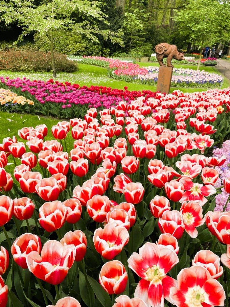 Keukenhof: Pohled na rozkvetlé tulipány v nizozemském květinovém parku.